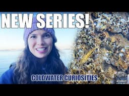 Acorn Barnacles - Coldwater Curiosities w/ Hilary Jaffe