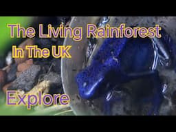 The Living Rain Forest in the UK. Explore Tourist Tour, walk around.