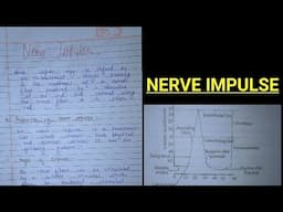 NERVE IMPULSE||Zoology notes #bbmku #vbu #skmu @zoologynotes