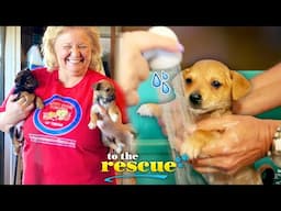 Rescue puppies get a much needed bath | To The Rescue