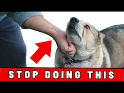 7 Things You Must Never Do to Your Dog