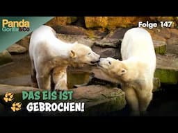 Knut auf Kuschelkurs mit Eisbärin Gianna im Zoo | Panda, Gorilla & Co.