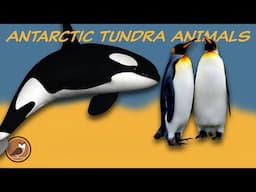 Animals of the Antarctic Tundra Biome 🐧 Penguins, Seals, Orca