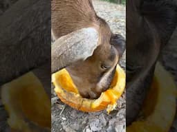 Healthy goat treat 🐐🎃 #ferkofamilyfarm #WayneandGarth