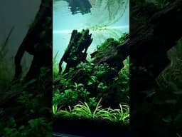 Dragon Wood Aquascape | No Co2 #aquarium #aquascaping #aquascape