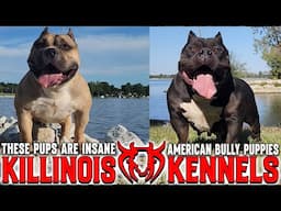 EXTREME AMERICAN BULLY PUPPIES FOR SALE FROM THE WORLD FAMOUS KILLINOIS KENNELS !!!