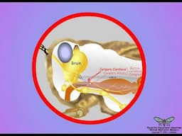 03-Insect Neurosecretion