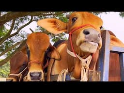 cow unloading, cow videos, cow video, animal, big cow, goru hamba cow, Ep-157