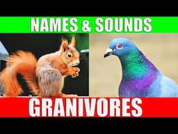 GRANIVOROUS ANIMALS Names and Sounds | Learn Granivore Animals