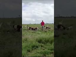 The satisfaction I get from herding our flock. #farming #farmlife #farmer #sheep #goats #agriculture