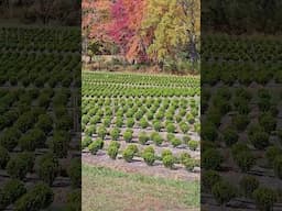 Buxus Field Production #plantnursery #agribusiness #buxus #plantnurseryvisit #propagation