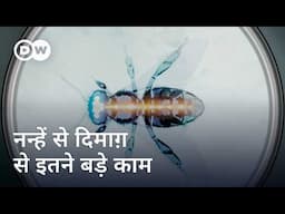 हमारी सोच से कहीं काबिल हैं कीड़े [Insects: Tiny brains do brilliant things] | DW Documentary हिन्दी