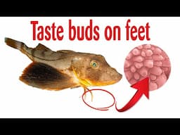 Fish With Legs: Nature's Weirdest Experiment