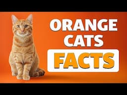 13 Fascinating Facts About Orange Cats!