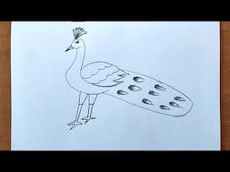 How to Draw Peacock Drawing Easy Step by Step