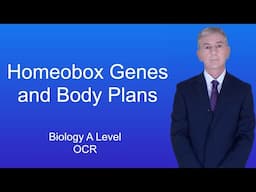 A Level Biology Revision (Year 13) "Homeobox Genes and Body Plans"