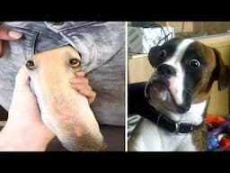 Funny Animal Videos 2023 😂   Funniest Cats And Dogs Video 😺😍 2