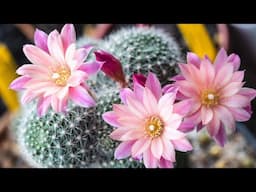 What to Know about Cactus Flowers | MCG in the Greenhouse