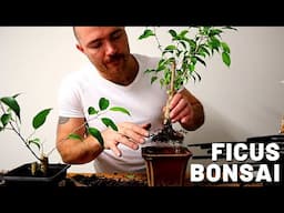 Making Ficus Benjamina Bonsai from garden stock