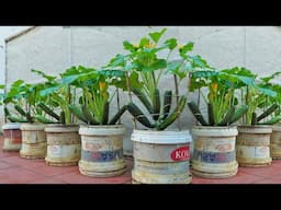 [Home Gardening] If you want to grow large fruited zucchini at home, check out this method!