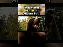 Grizzly Bear Attack in Arizona! 😱 #shorts