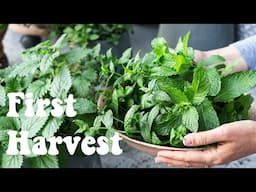 Making homemade herbal tea from my container garden - first harvest of the season