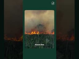 Amazon deforestation slows but fires burn brighter