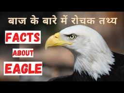 बाज के बारे में रोचक जानकारी | Top 20 Interesting Facts about Eagle | In Hindi