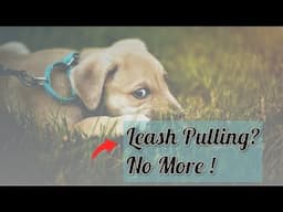 How to train a dog to walk on a leash?