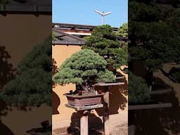 Japanese Bonsai Garden #livingart #bonsai #japan #tokyo