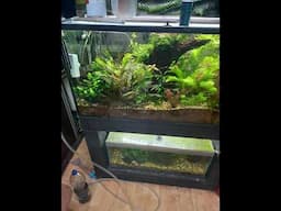 It doesn’t get any better this... A beautiful planted aquarium from the United Kingdom.