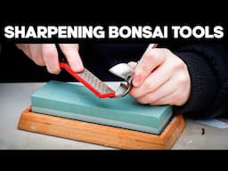 How to Sharpen and Maintain your Bonsai Tools ✂️