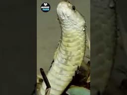 rescue trapped snake #shorts