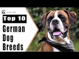 Top 10 German Dog Breeds