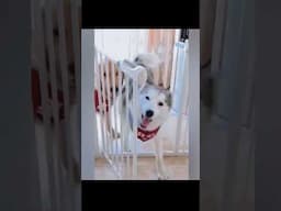 dogs funny reaction When cheat them dogs react cut the dog cake dogs react food cheat #shorts