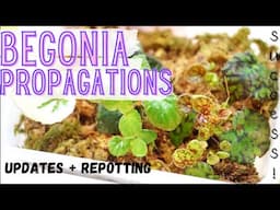 BEGONIA PROPAGATIONS [UPDATES] + REPOTTING PROPAGATIONS