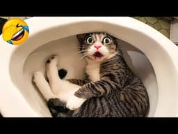 HILARIOUS CATS VIDEO THAT WILL MAKE YOU LAUGH UNTIL YOU CRY #cats #funnyreactions @Funniest-8