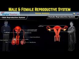 Male and Female Reproduction System Structure & Function |Reproductive System (Part #9)