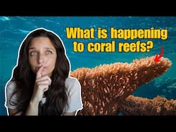 Are coral reefs really disappearing?