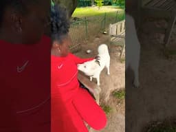 Did I Just Meet A White Husky? 🐶 Cute Dog Befriends An African Woman