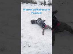 Watson walkabouts - Snowy Penicuik #scottishdogwalks #dogwalkingscotland