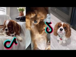 😍 Cutest Cavalier King Charles Spaniel Dog 😂 Funny and Cute Cavalier Puppies and Dogs Videos