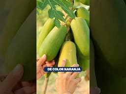 Efectos de las Hortalizas color naranja y amarillo en tu salud💛🧡👌