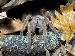 Chilobrachys huahini, Asian Fawn  rehouse and care