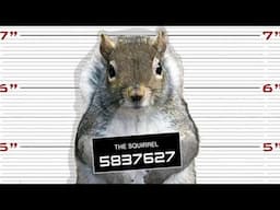 Police Arrest Squirrel, Just One Of 6 Crazy Squirrel Facts And Tales