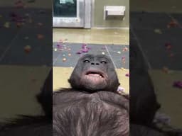 I Found the PERFECT Ape