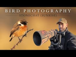 Bird Photography at Sunrise (Irish Wildlife) - Stonechat ***