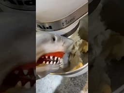 SHARK PUPPET GETS COOKED!