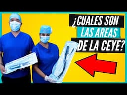 ¿Cuáles son las áreas del CEYE? | Caracteristicas de la CEYE/RESUMEN!!!