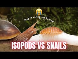 My Isopod Population Got Out Of Control - A Cautionary Tale!